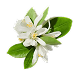 Neroli